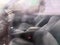 2019 Toyota C-HR Limited